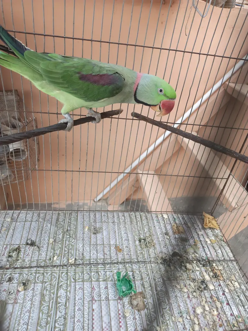 Ring neck Male