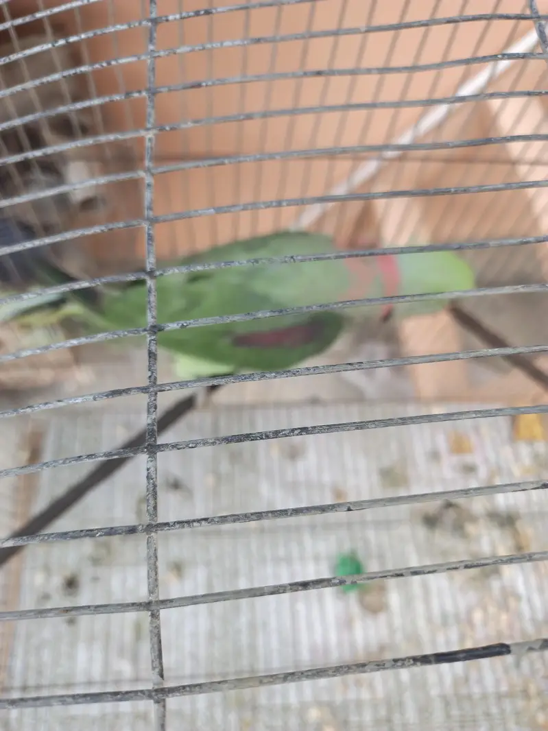 Ring neck Male — photo 2