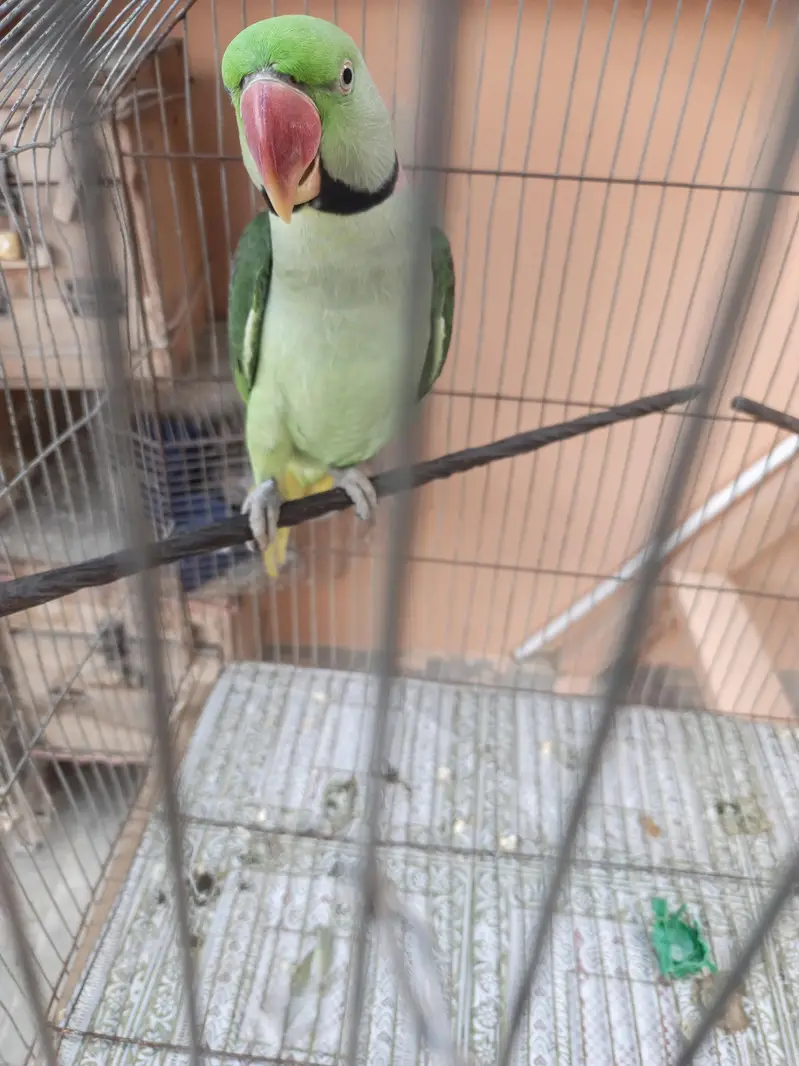 Ring neck Male — photo 3
