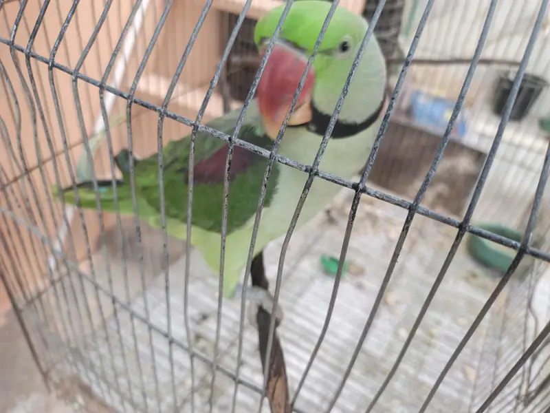 Ring neck Male — photo 4