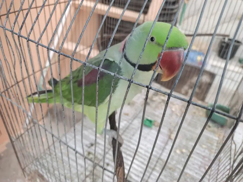 Ring neck Male — photo 5
