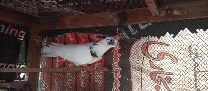 Mix pigeon for sale