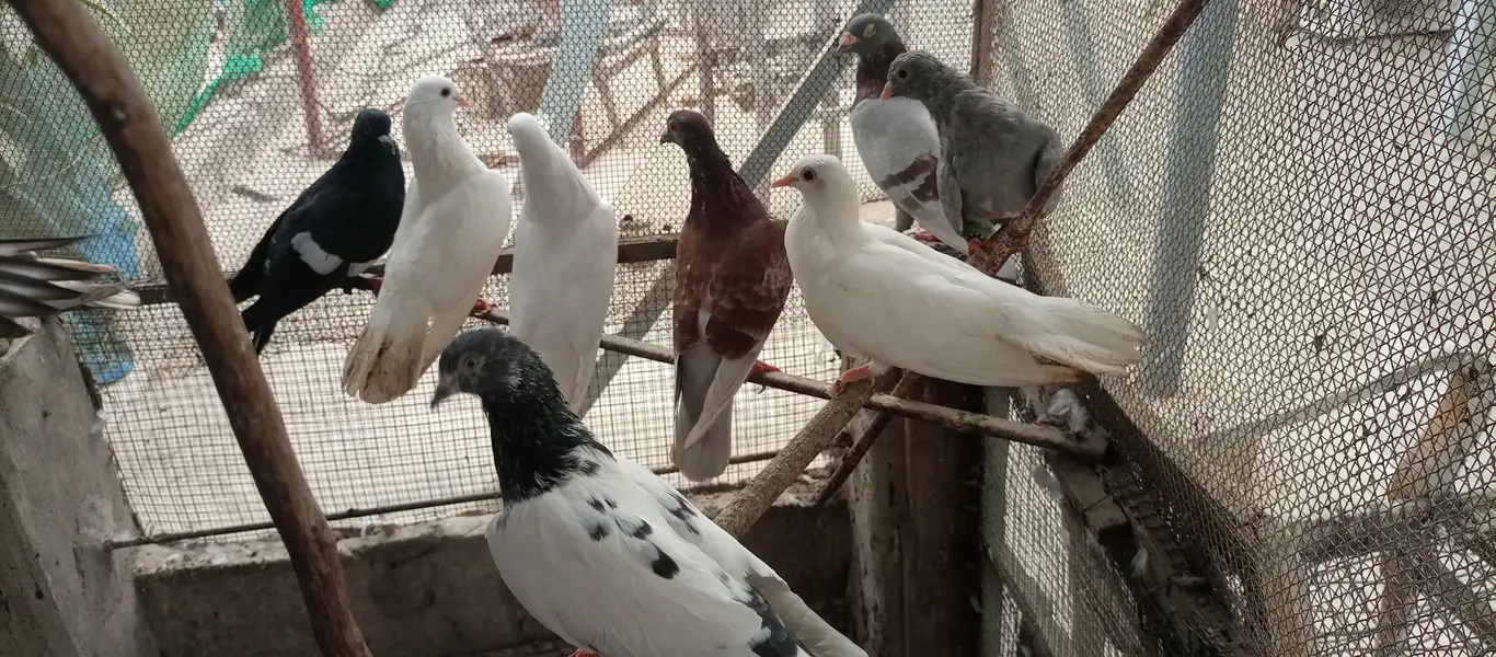 Mix pigeon for sale — photo 2