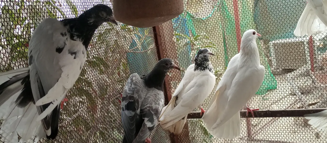 Mix pigeon for sale — photo 3