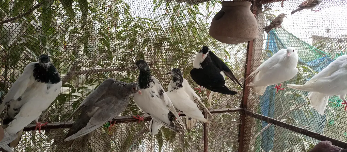 Mix pigeon for sale — photo 4