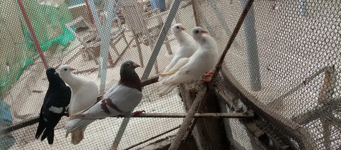 Mix pigeon for sale — photo 5