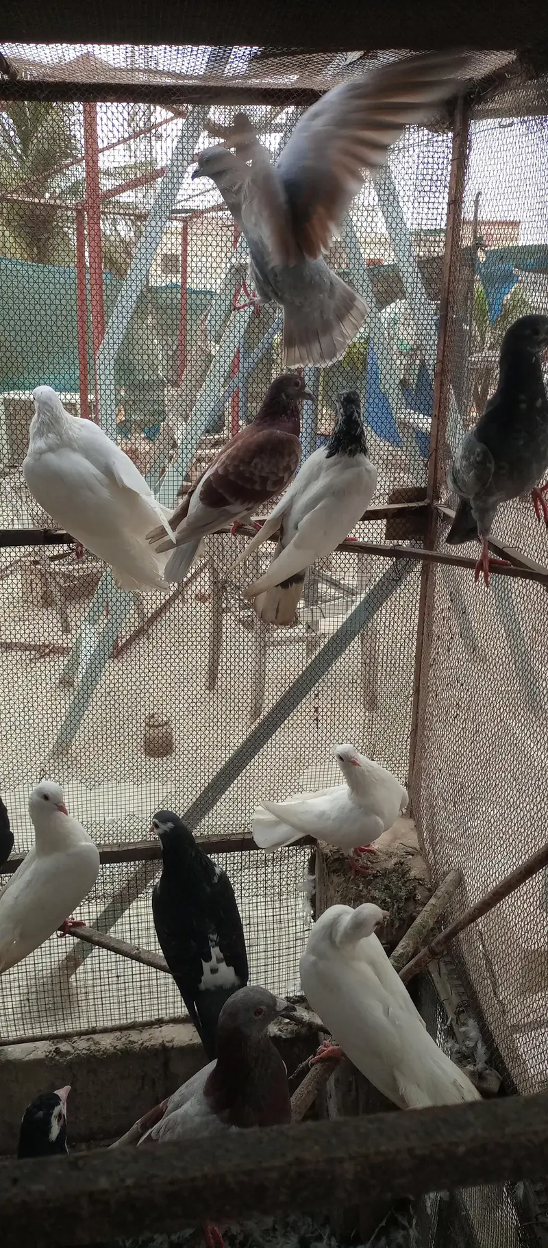 Mix pigeon for sale — photo 6