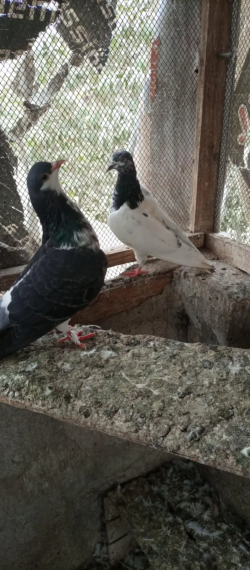 Mix pigeon for sale — photo 7