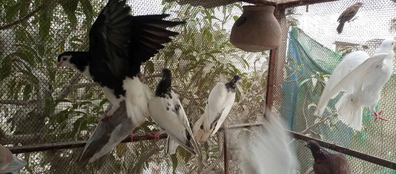 Mix pigeon for sale — photo 8