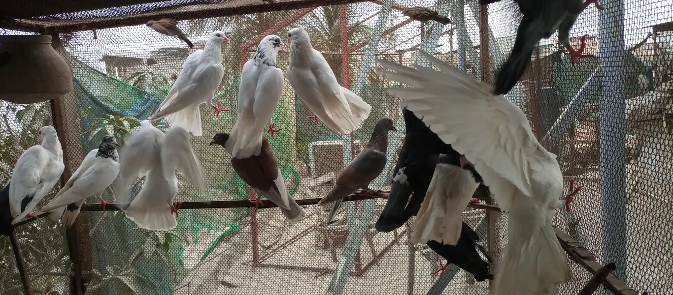 Mix pigeon for sale — photo 9