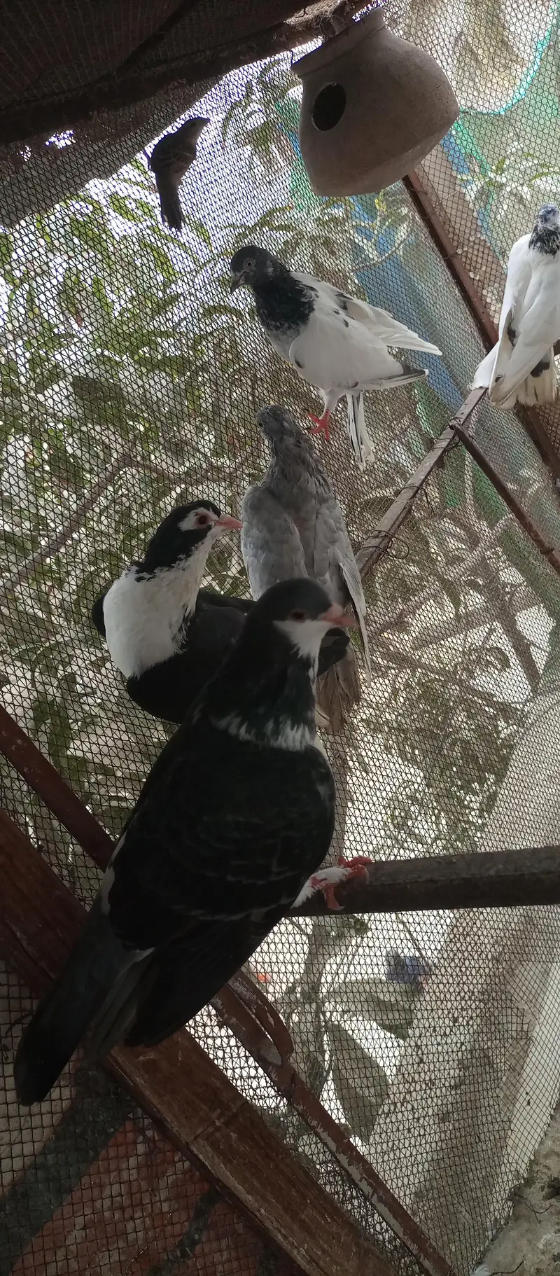 Mix pigeon for sale — photo 10