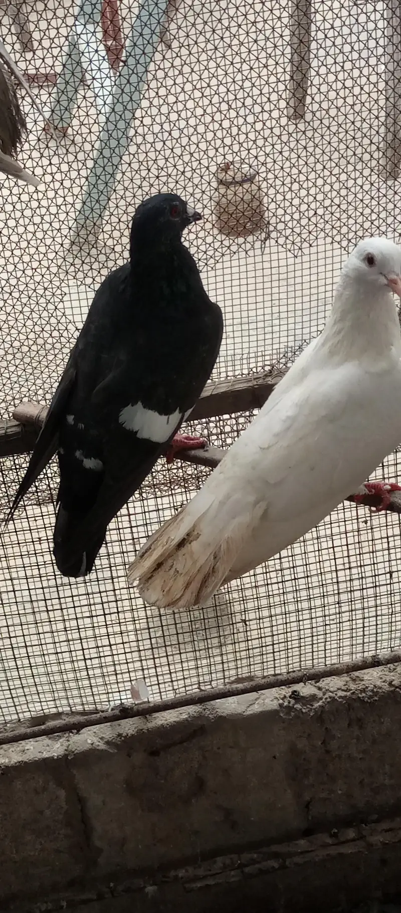 Mix pigeon for sale — photo 11