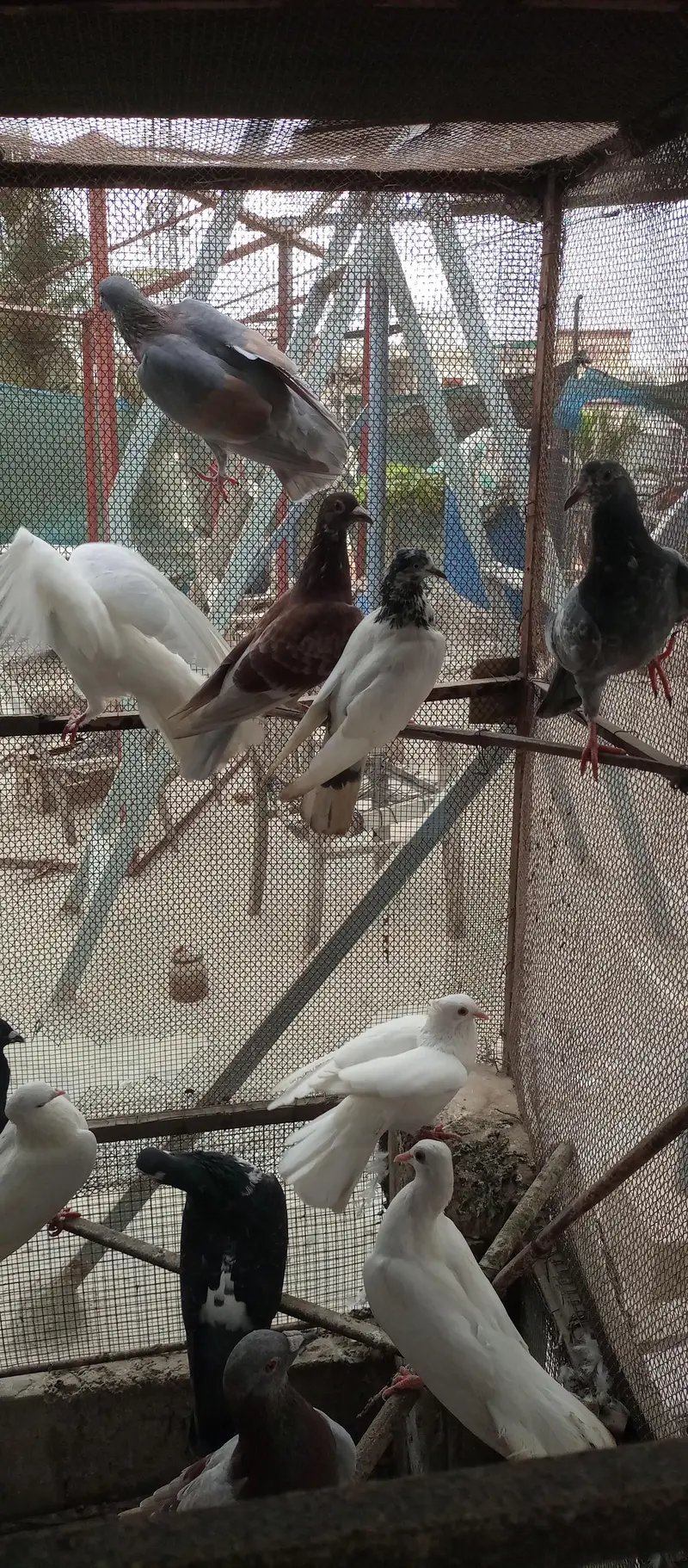 Mix pigeon for sale — photo 12