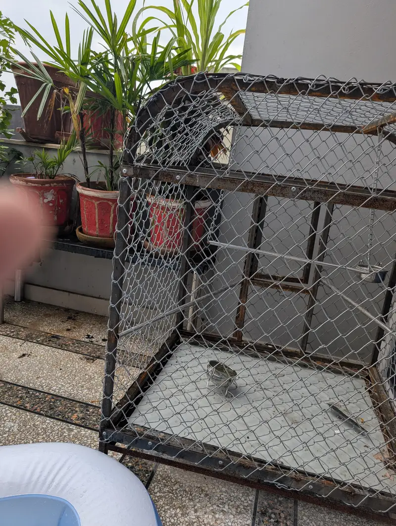 parrots cage — photo 3