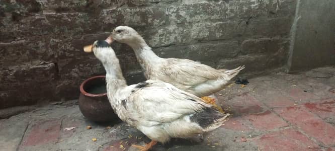 Ducks