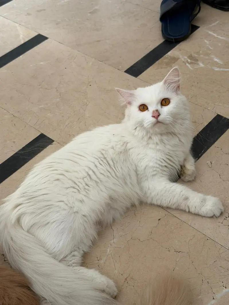 Persian Doll Face Kitten — photo 4