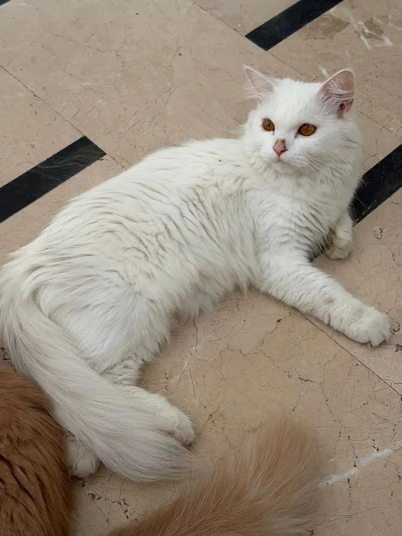 Persian Doll Face Kitten — photo 5