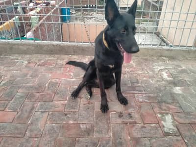 I want to sale my dogs German shepherd