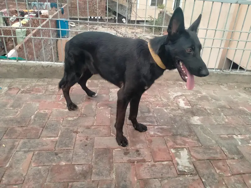 black  German shepherd — photo 2