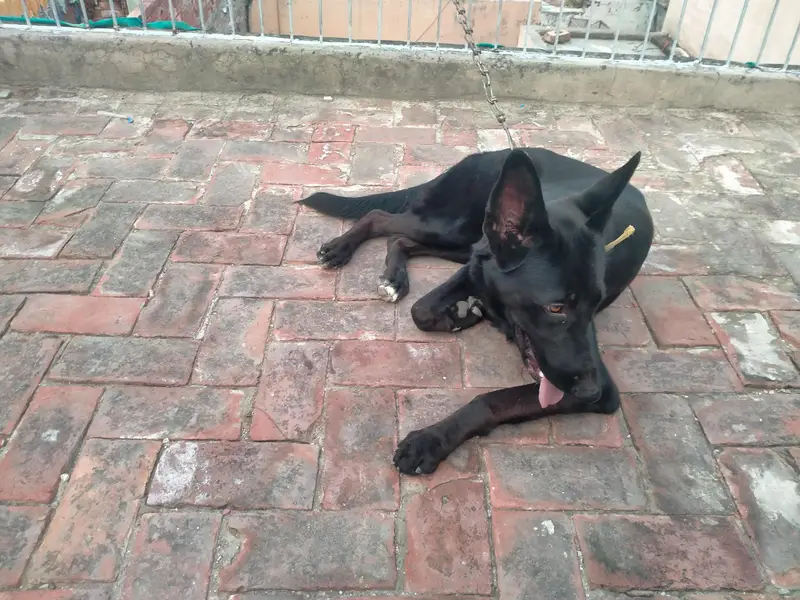 black  German shepherd — photo 3