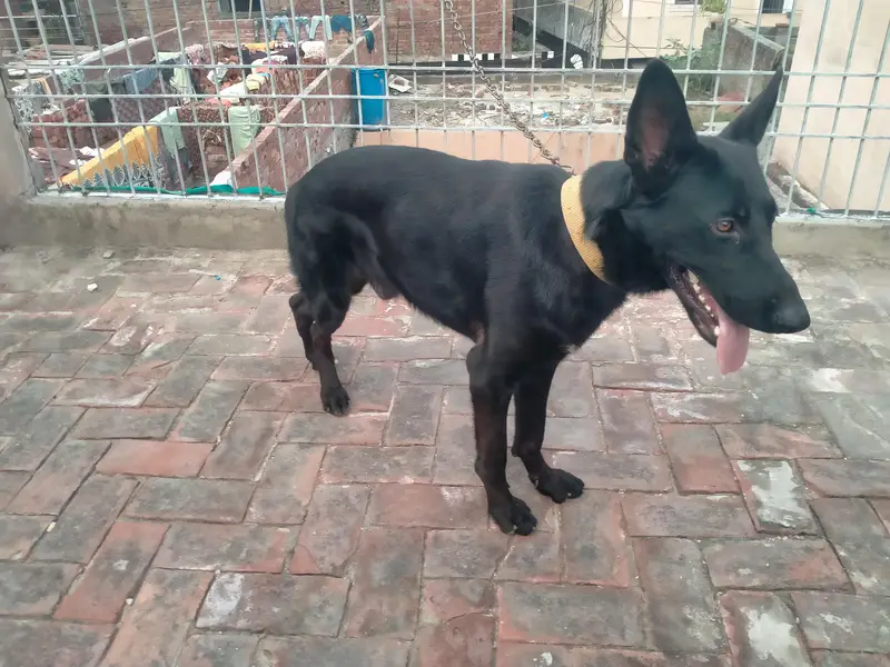 black  German shepherd — photo 4