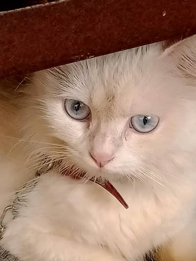 Persian cats for sale