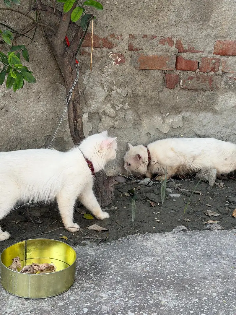 Persian cats for sale — photo 2