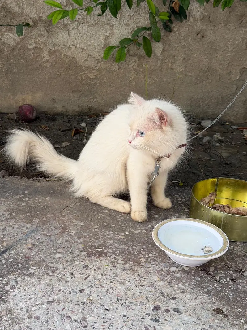Persian cats for sale — photo 3