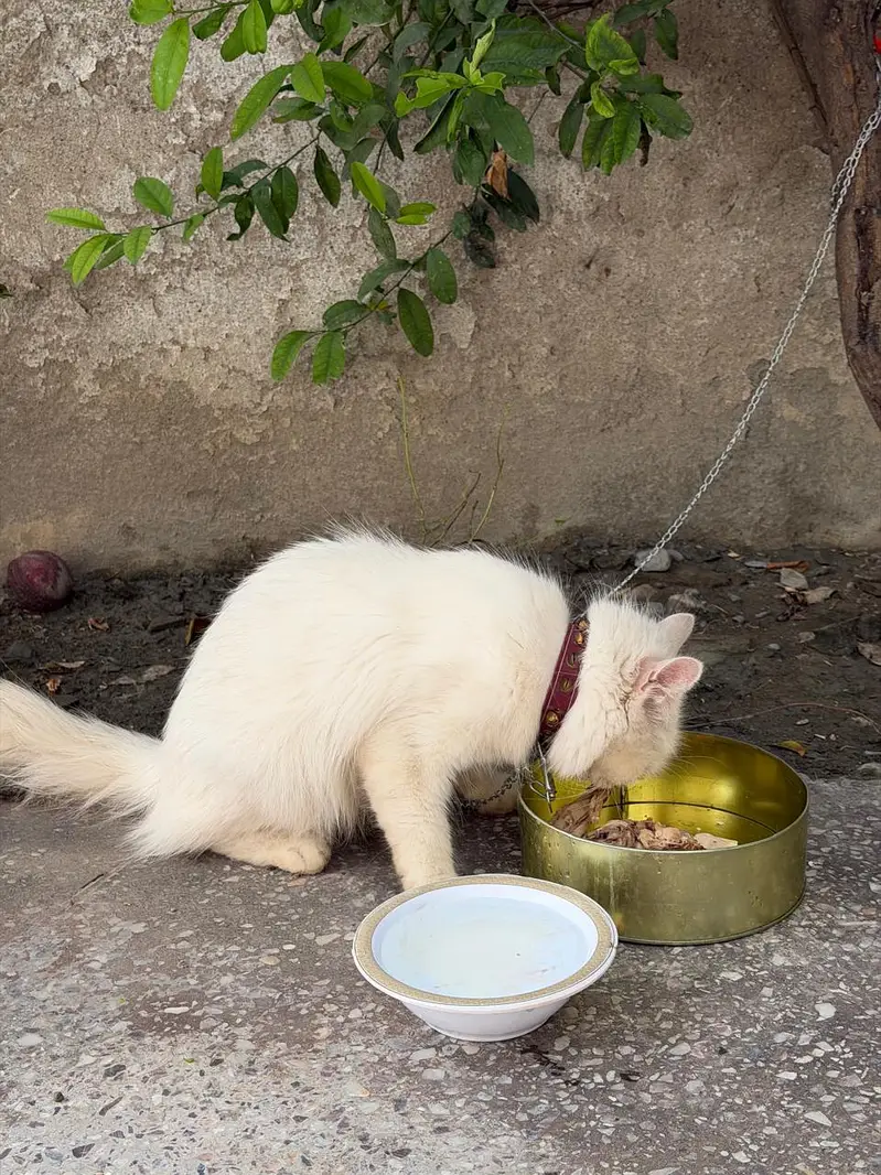 Persian cats for sale — photo 4