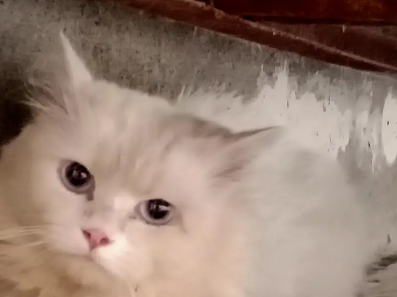 Persian cats for sale — photo 5