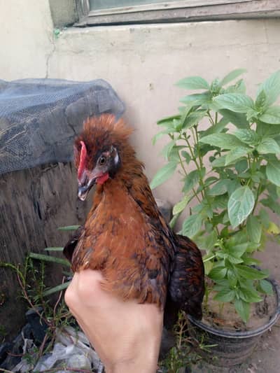 Healthy near to eggs hens