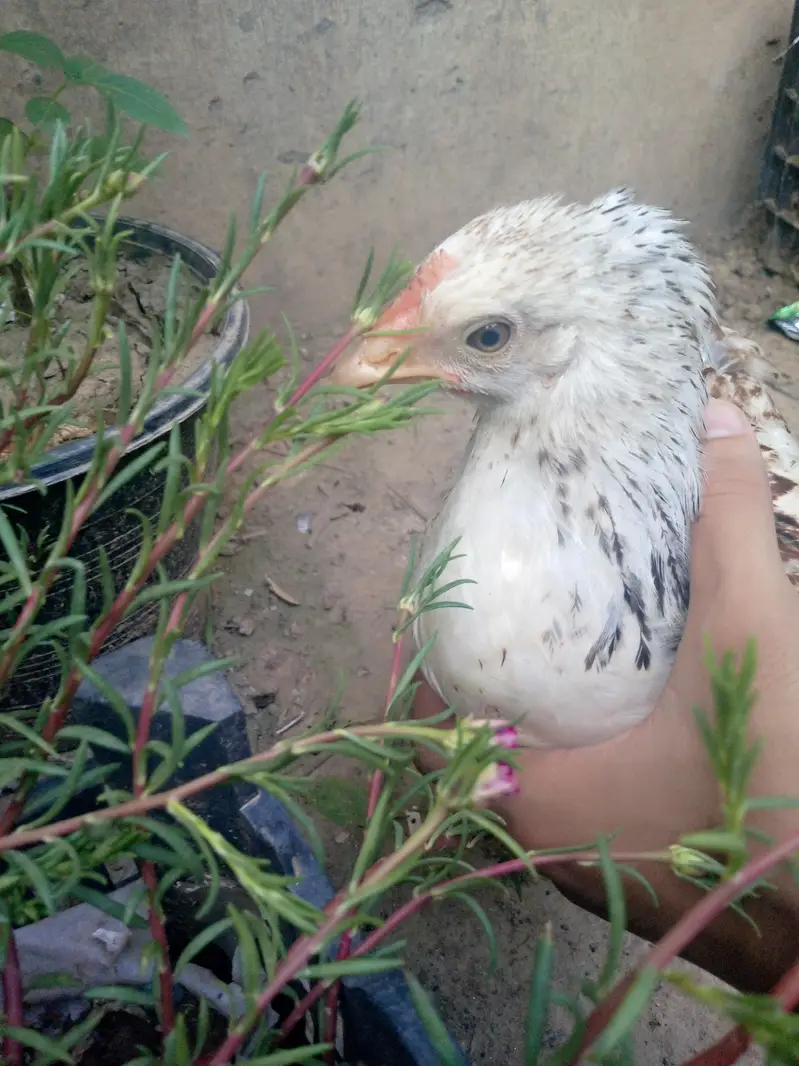 Healthy near to eggs hens — photo 2