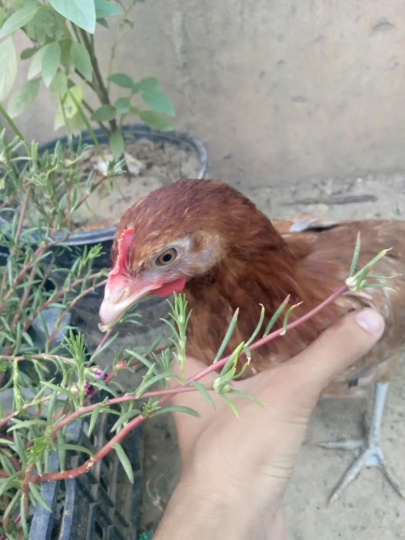 Healthy near to eggs hens — photo 3