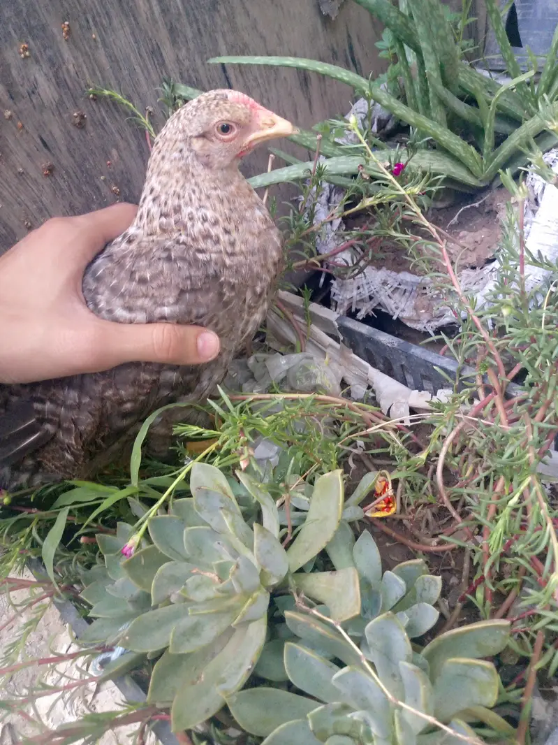 Healthy near to eggs hens — photo 4