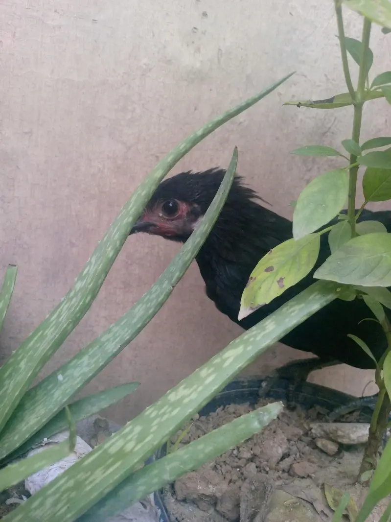 Healthy near to eggs hens — photo 5