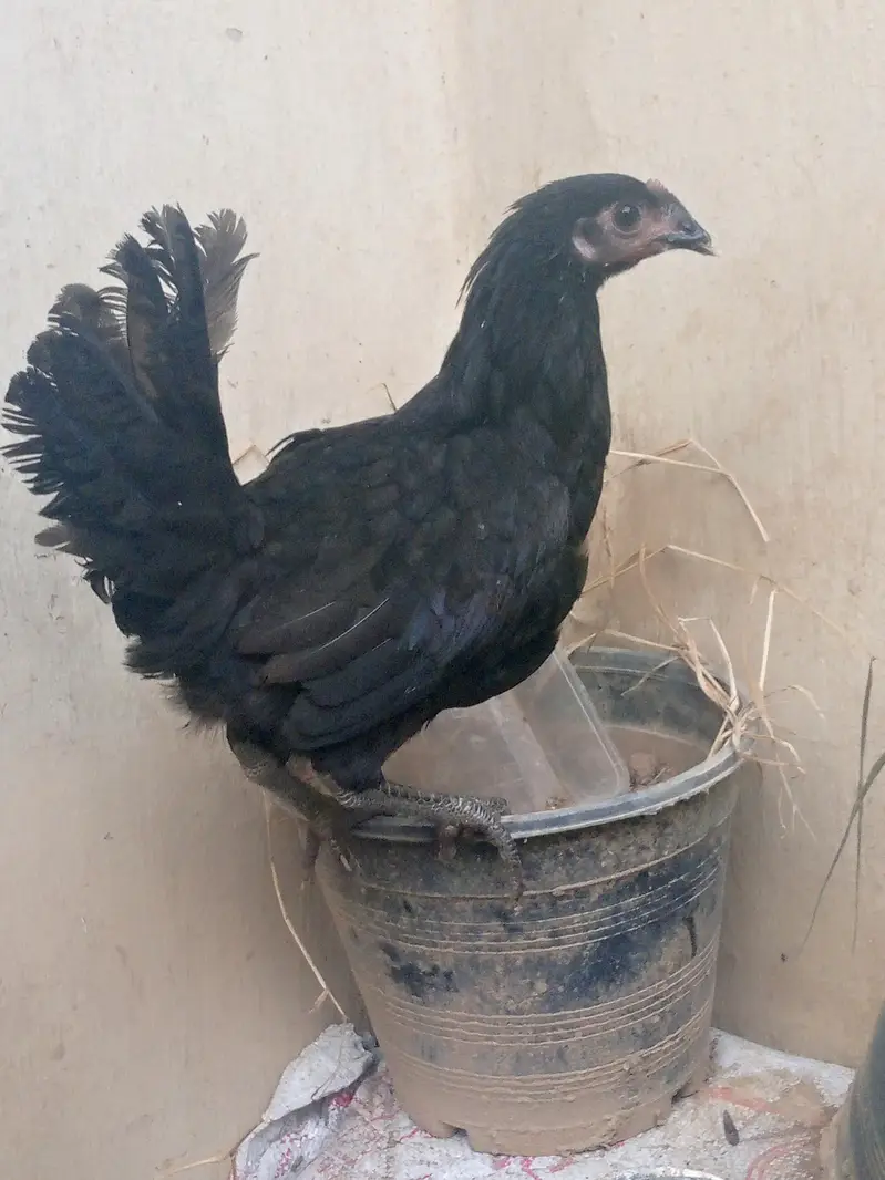 Healthy near to eggs hens — photo 6