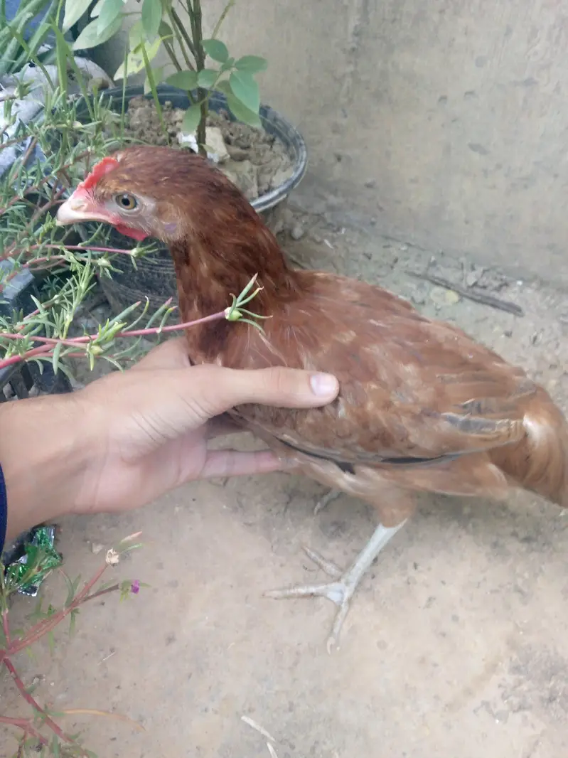 Healthy near to eggs hens — photo 7