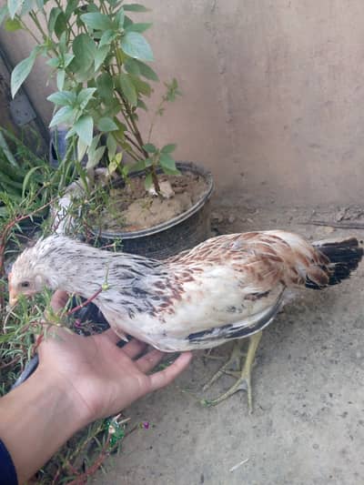 Healthy near to eggs hens
