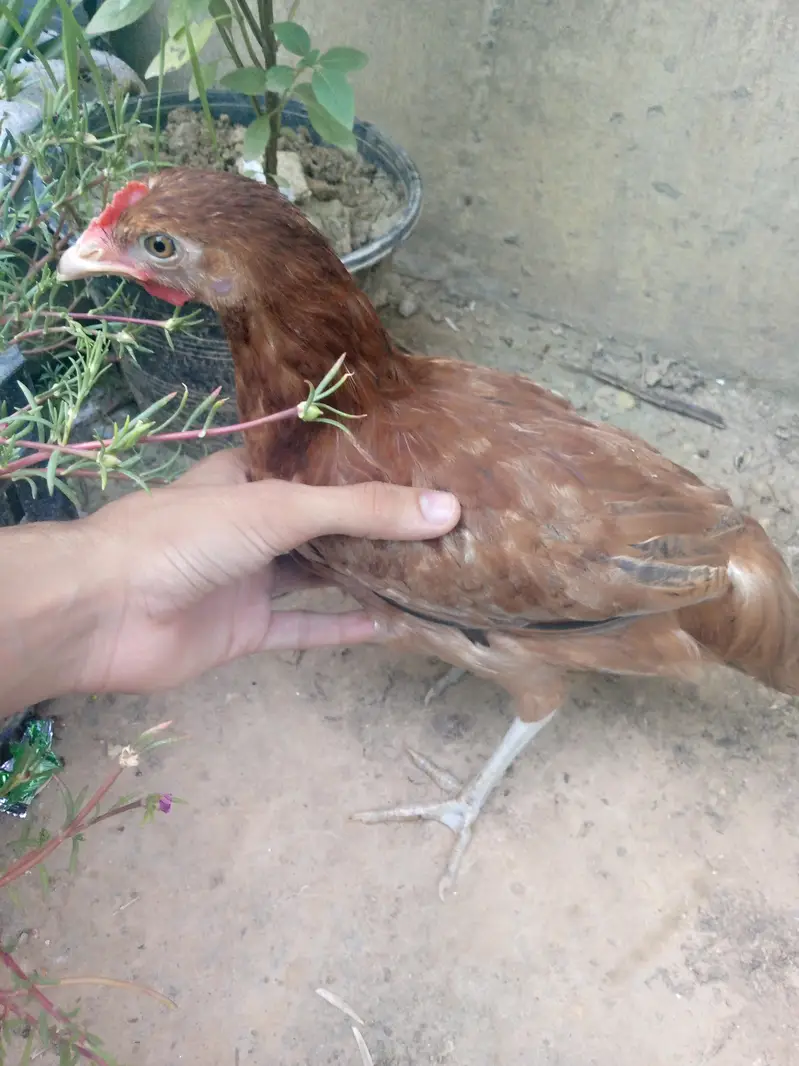 Healthy near to eggs hens — photo 9