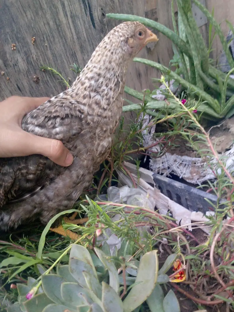 Healthy near to eggs hens — photo 10
