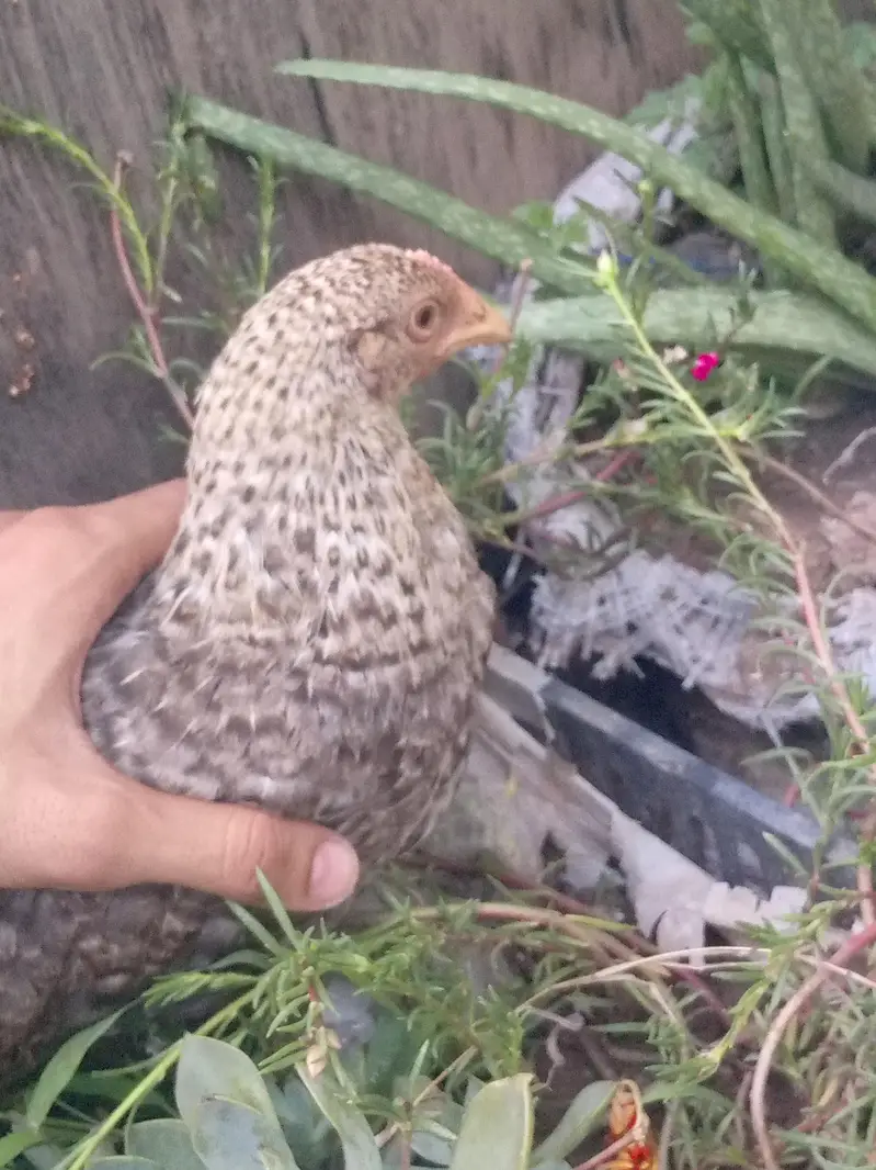 Healthy near to eggs hens — photo 11