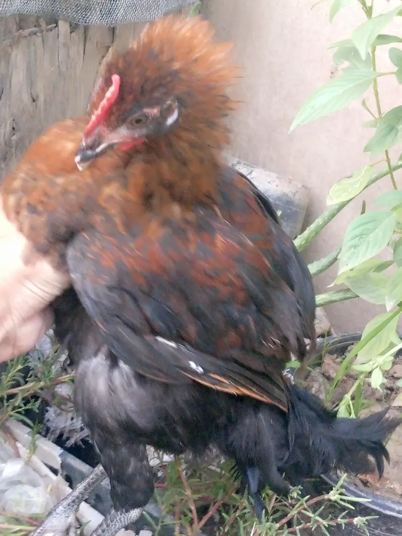 Healthy near to eggs hens — photo 12