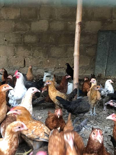 Golden misri hens