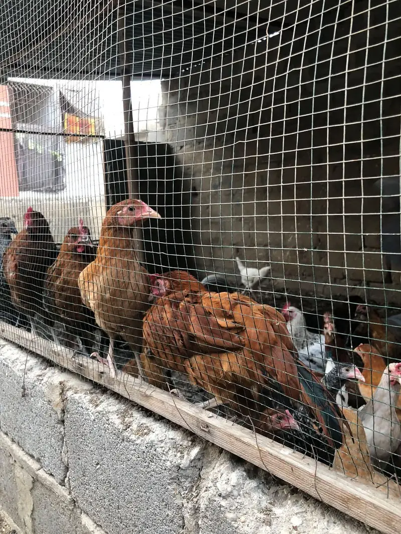 Golden misri hens — photo 2