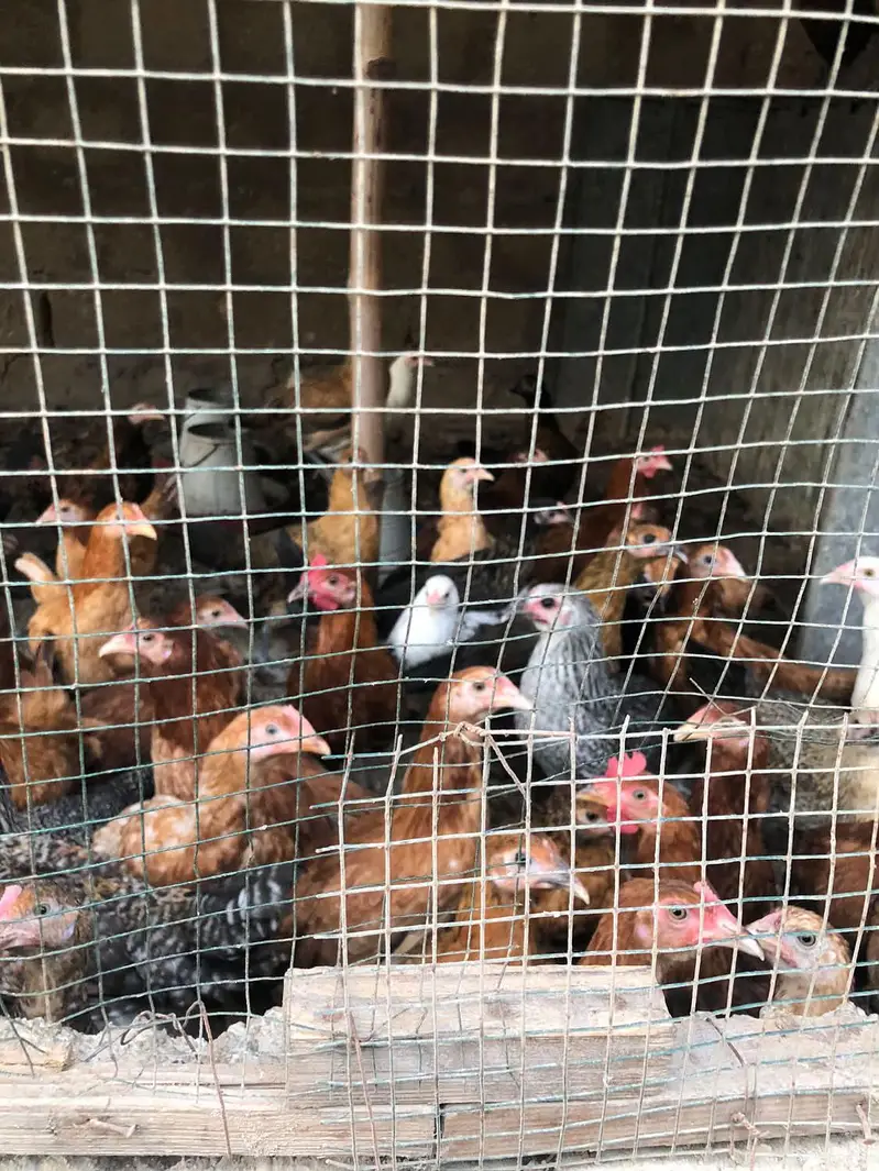Golden misri hens — photo 3