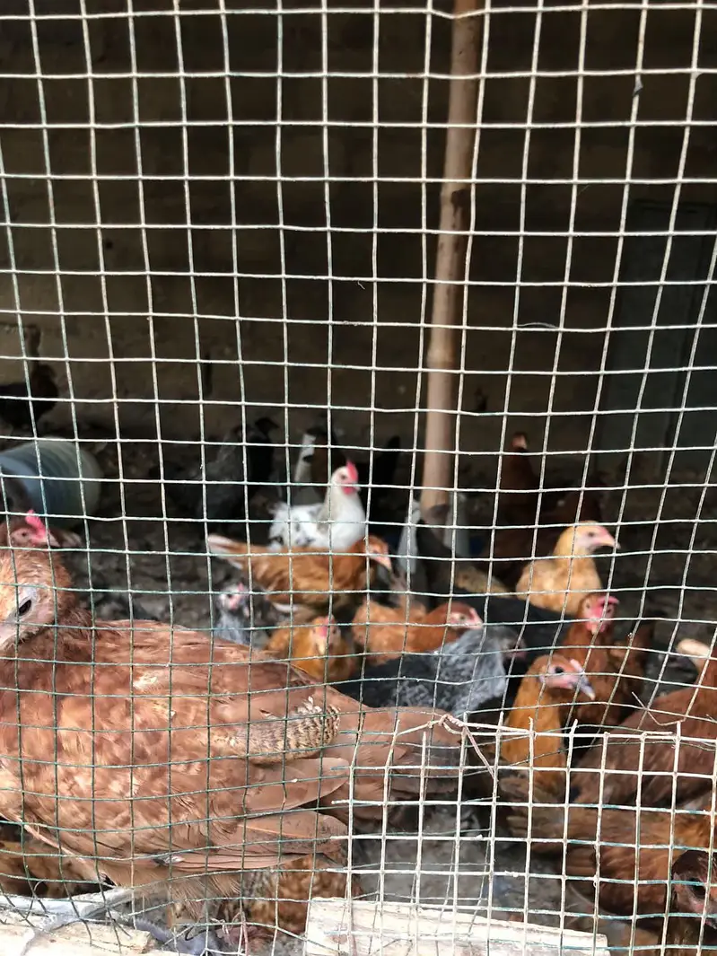 Golden misri hens — photo 4