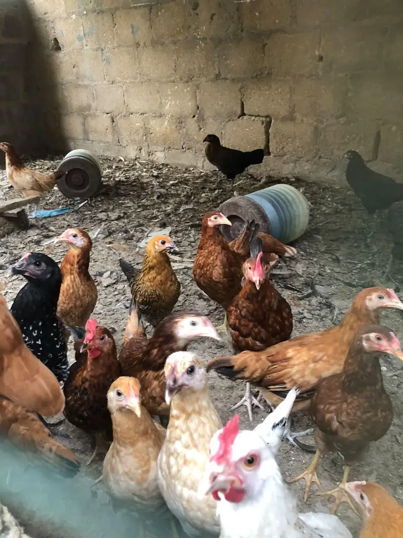 Golden misri hens — photo 5