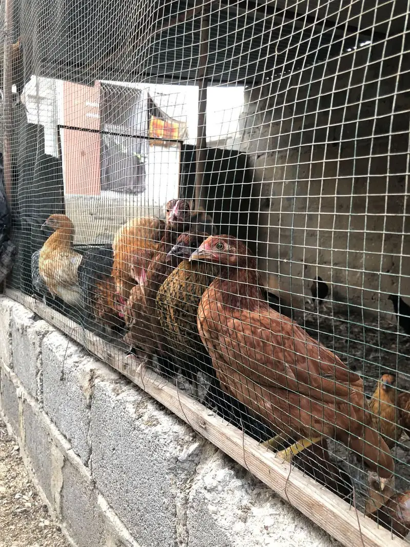 Golden misri hens — photo 6