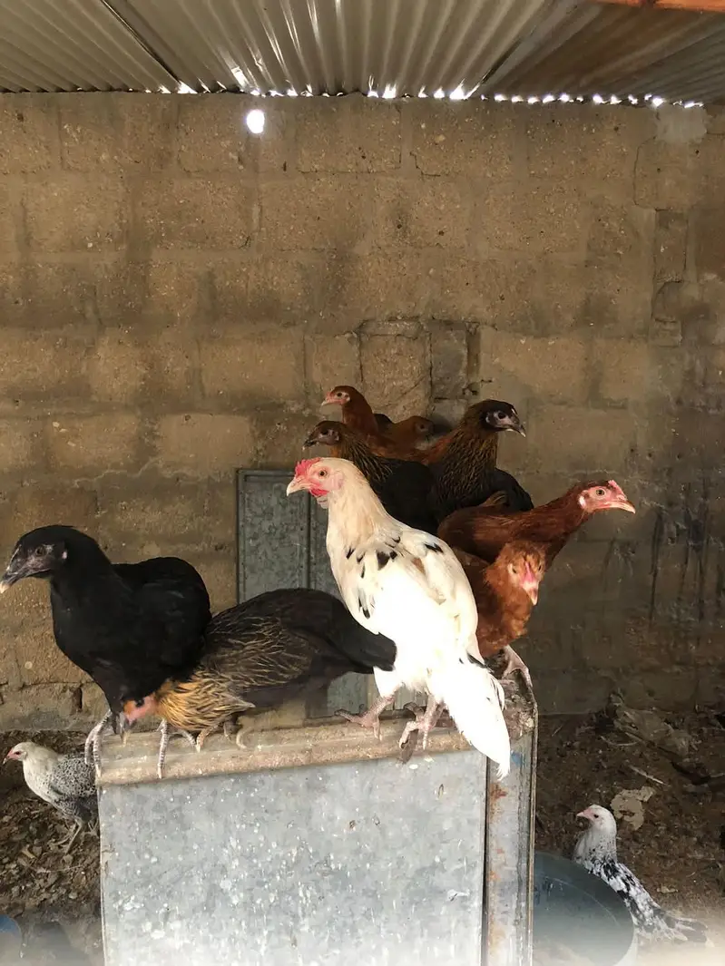 Golden misri hens — photo 7