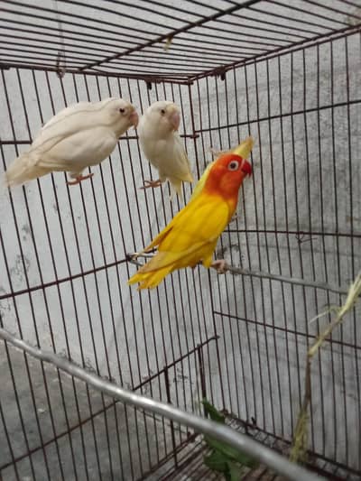 lovebird